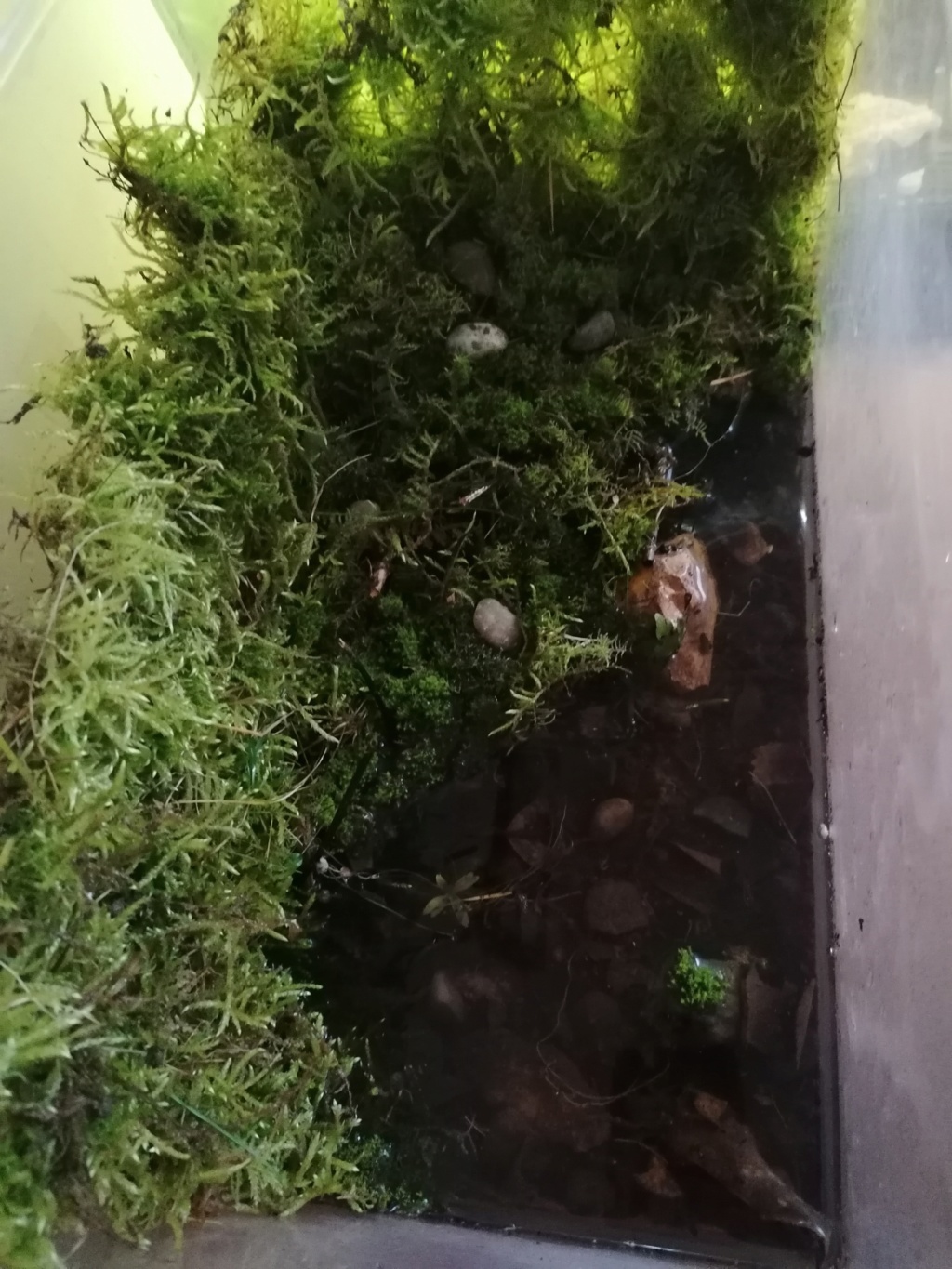 Nano paludarium crabe vampire Img_2015