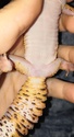 Sexage gecko léopard  Snapch11