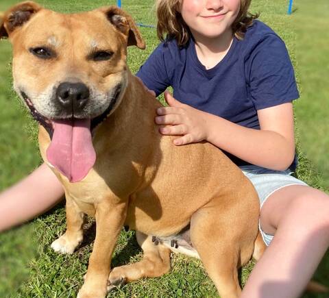 Staffy store to adopt