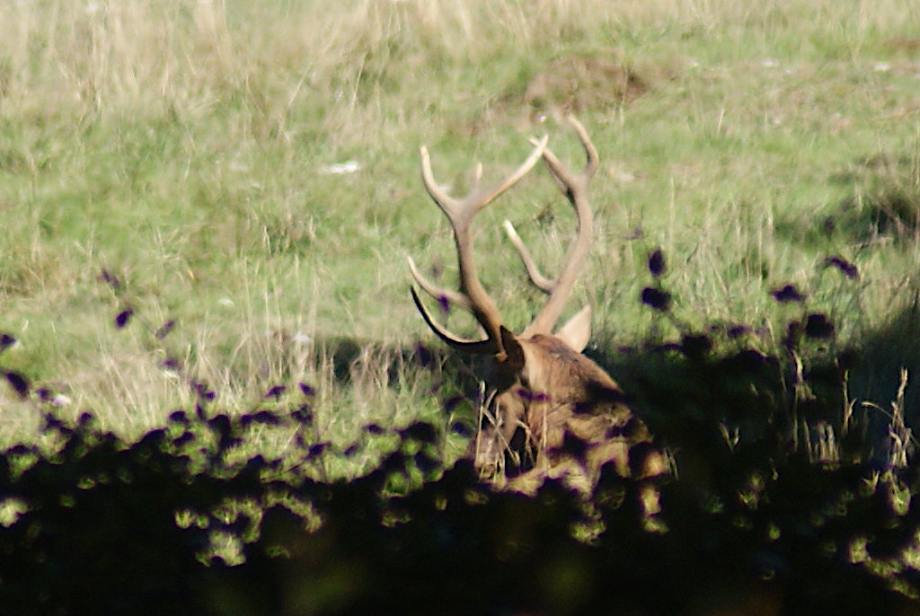 Brame du cerf à Ambel (26) Ambel_10