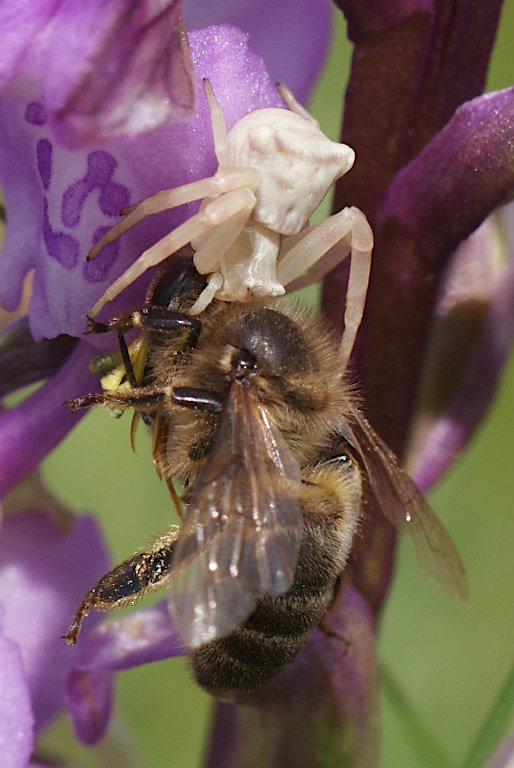 La pollinisation est une activité dangereuse St-chr19