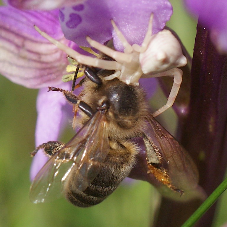 La pollinisation est une activité dangereuse St-chr20