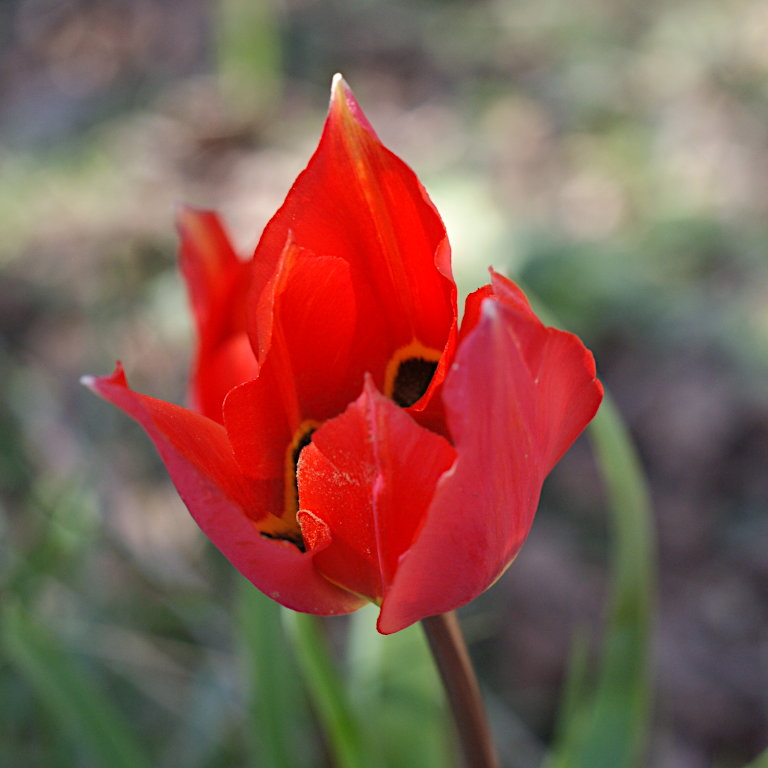 Tulipes et pulsatilles dans la Drôme Tulipe10