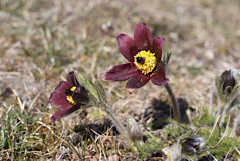 Tulipes et pulsatilles dans la Drôme Tulipe18