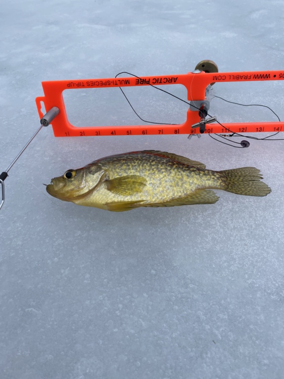 Northern Pike ice fishing  29911610