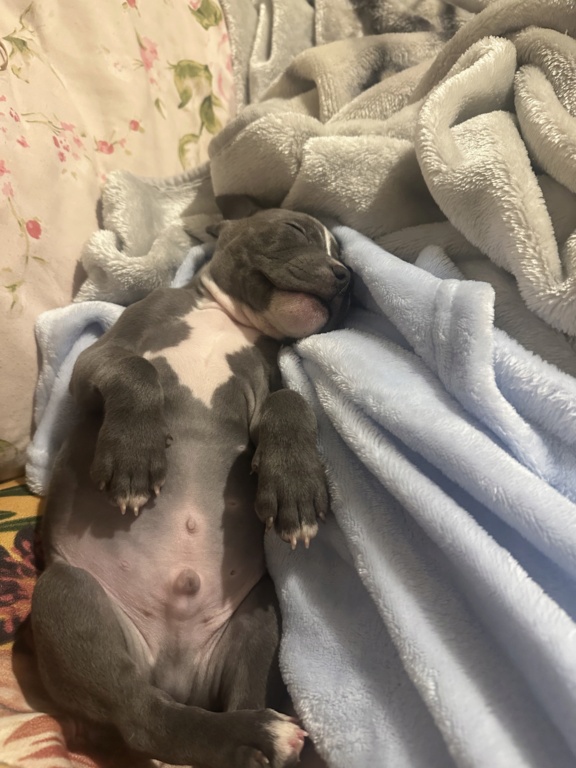 Is my staffy puppy too small?! E4426510