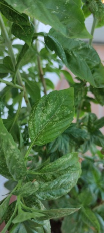 Albahaca - ayuda puntos blancos y negros Img_2017