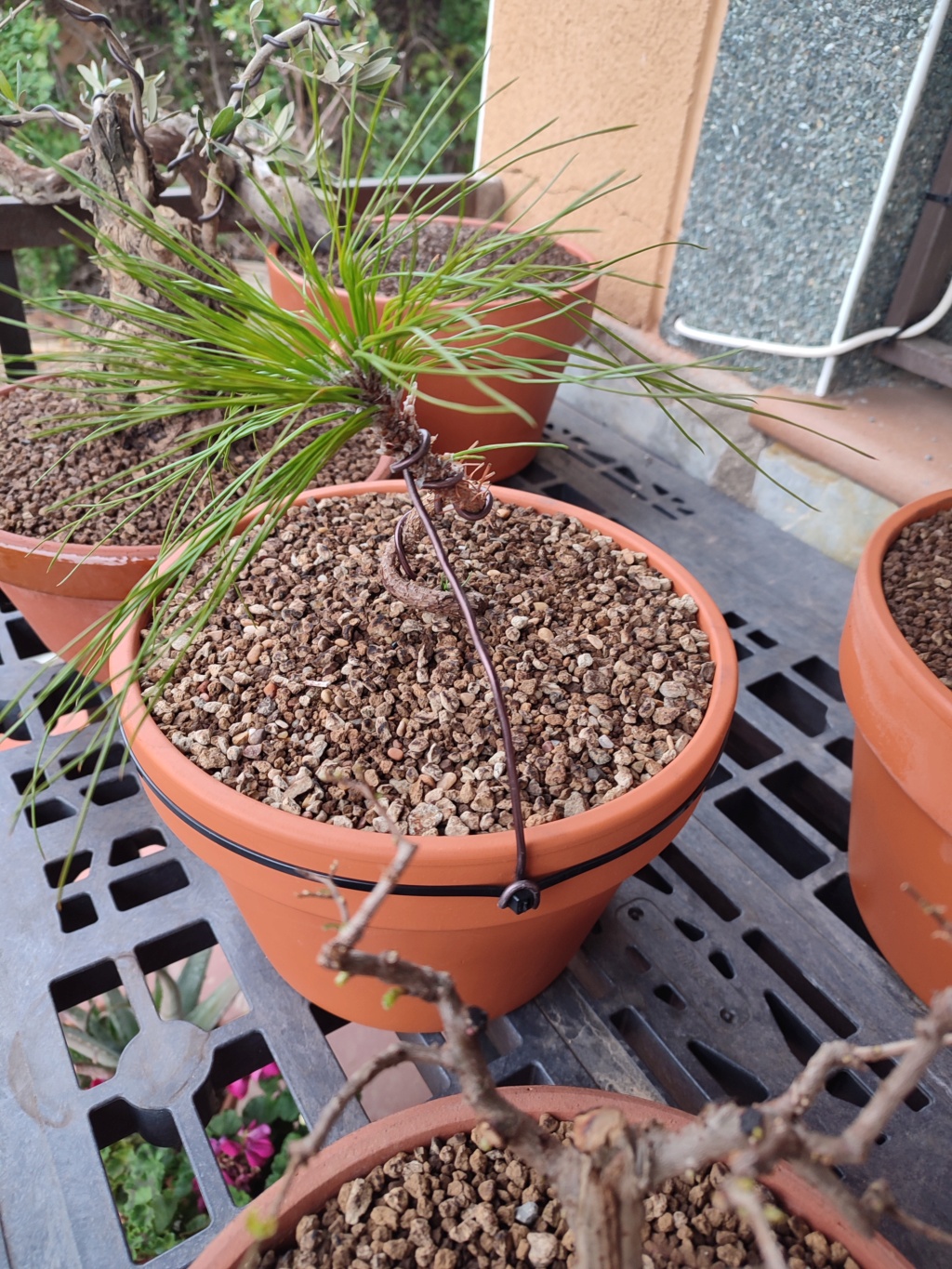 Plantón de Pinus thunbergii Img_2015