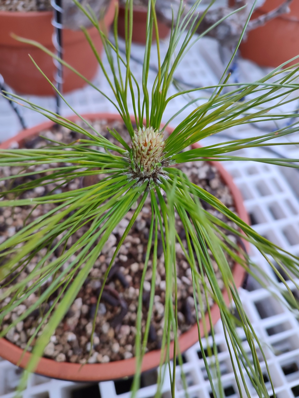 Plantón de Pinus thunbergii Img_2062