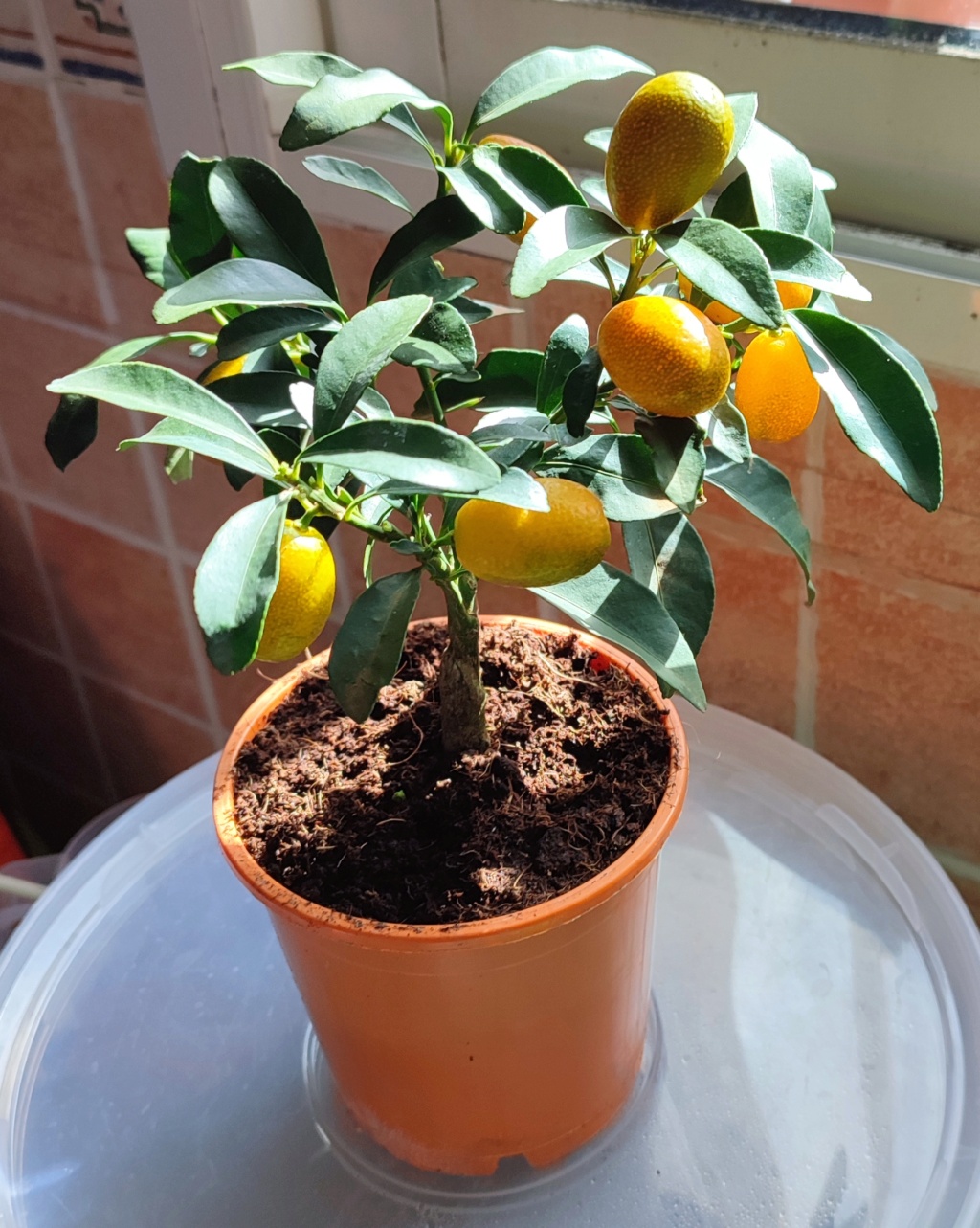 Kumquat Img_2075