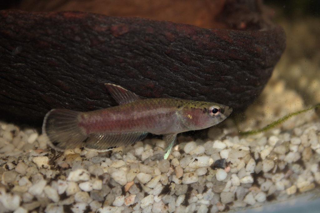 Sexage Betta channoides  Img_0710