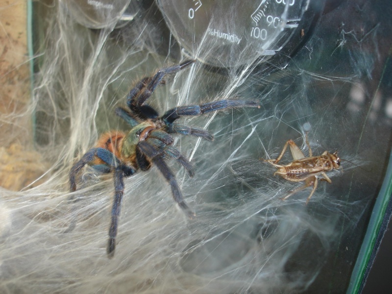 Chromatopelma Cyanopubescens Dsc02515