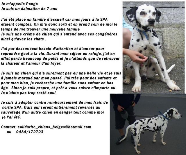 Urgent "Cherche famille d'adoption " Pongo_10