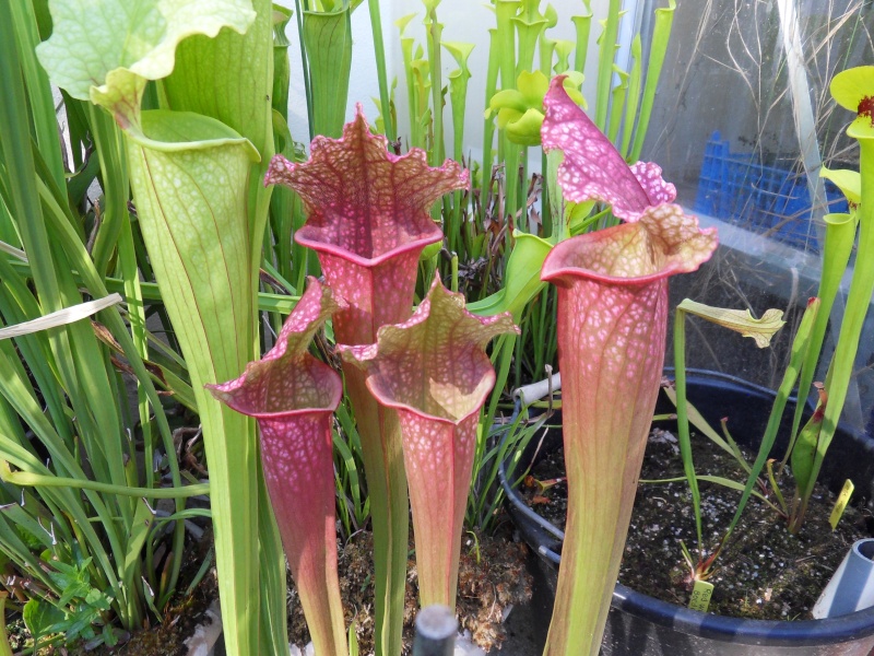 Mes sarracenia Sdc14319