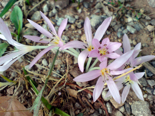 crocus ou pas???plutôt colchique???? Dsc00310