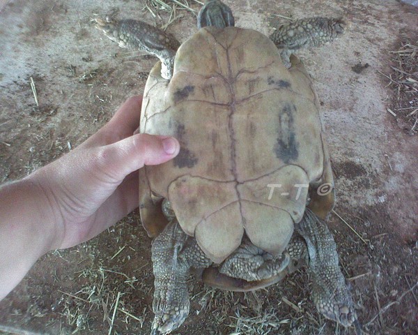 Aide pour identification des tortues de Cayuela Eb210