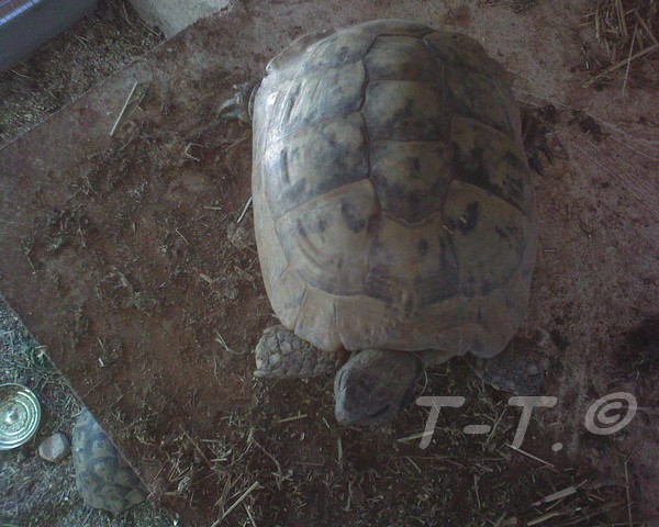 Aide pour identification des tortues de Cayuela Eb410