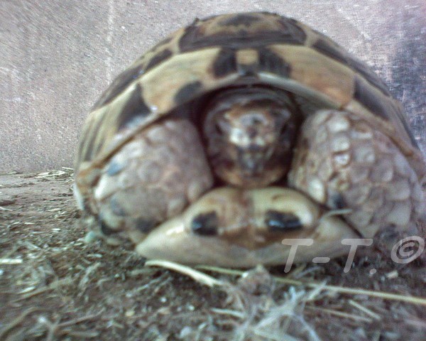 Aide pour identification des tortues de Cayuela Graeca11