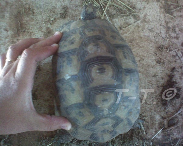 Aide pour identification des tortues de Cayuela Greaca12