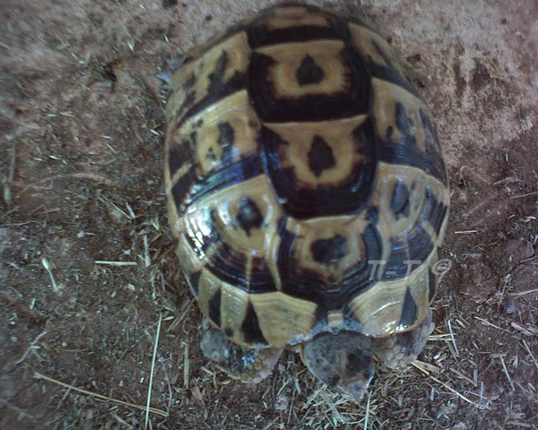 Aide pour identification des tortues de Cayuela Greca310