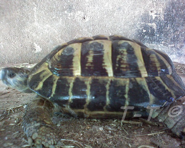 Aide pour identification des tortues de Cayuela Herman11
