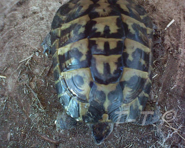 Aide pour identification des tortues de Cayuela Herman12