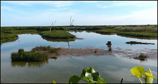 Réserve Ornithologique du Teich