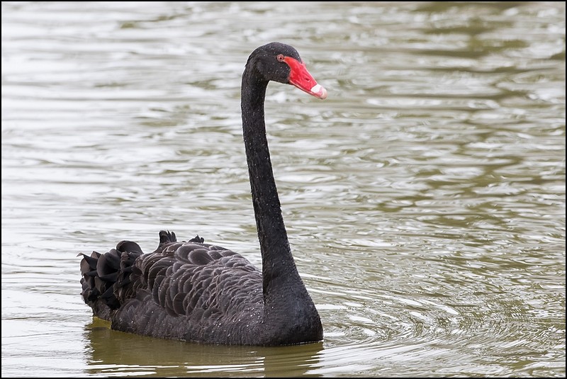 Photos de Fisher24 : maj du 20/01/16 (Le Teich) - Page 31 Img_7515