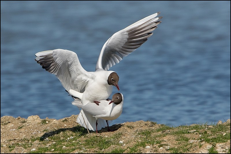 Le Teich (17 avril 2015) Img_8111