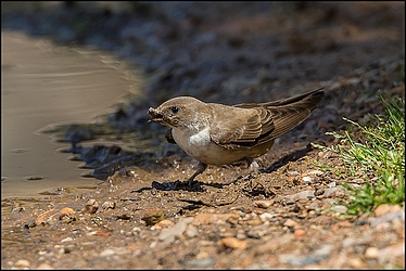 [Espagne] Parc naturel de Monfrague et alentours - Fin avril 2015 Img_9613