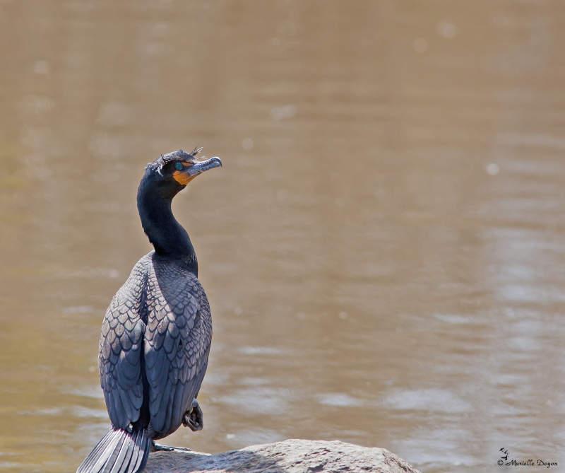 Cormoran à aigrette Img_6312