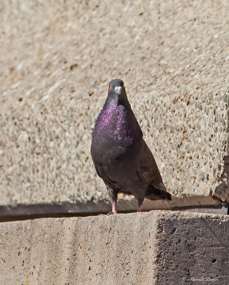 Série de pigeons Biset  Img_6324