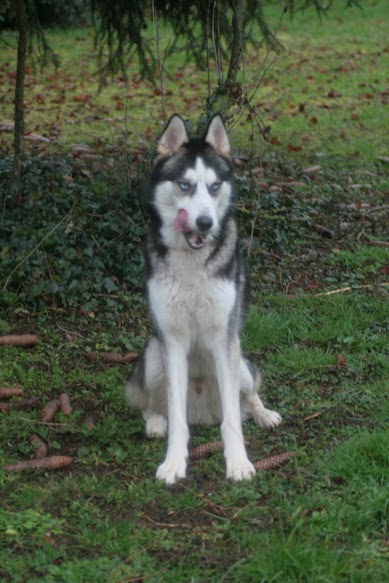 Gibbsy husky 2ans .....maintenant à la SPA de Bruggia (O3) ADOPTE Gibbsy12