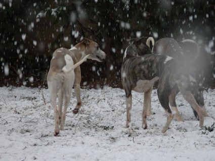 Dans le Var, il neige aujourd'hui!!! Sacré pays..... Moman_10