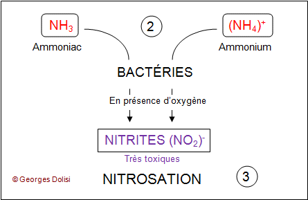 Le cycle de l'azote petite précision? Azote10