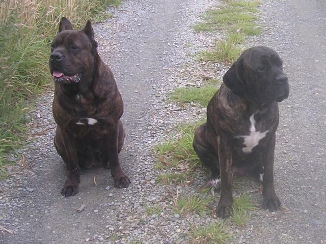 Neva et les cane corso!!! Rscn8719