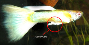 Le guppy (poisson d'eau douce) Gonopo10