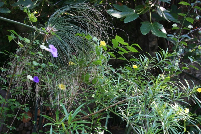 Et d'autres fleurs, colorées, cette fois Au_des10