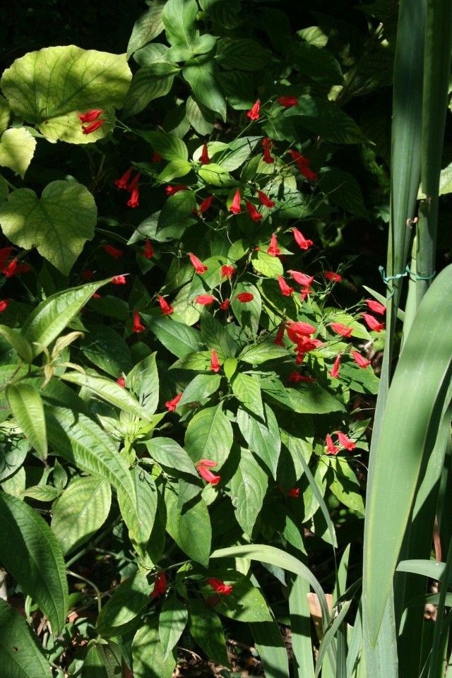 Ruellia graecizans , une peste sympa Ruelli14