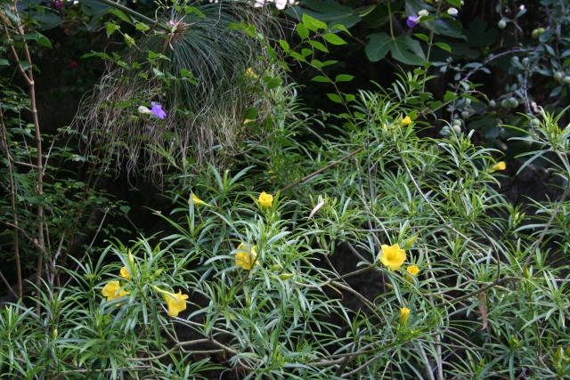 Et d'autres fleurs, colorées, cette fois Thevet10