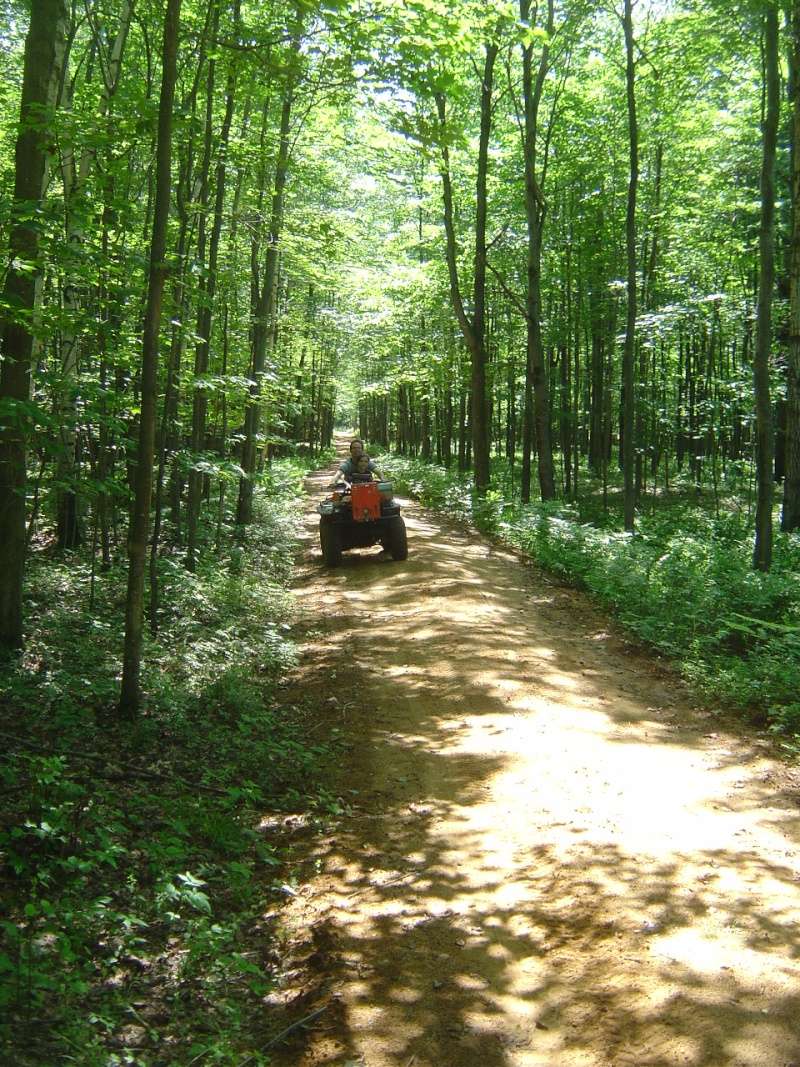 splendide foret en Belgique à voir vraiment c'est magnifique Dsc03410