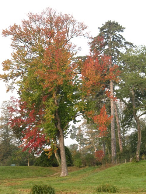 L\'automne et ces couleurs Img_0022