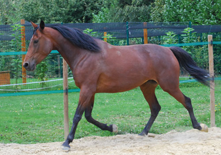 Paxtonia 4 ans placée chez Maud le 10/09/07 Paxton10