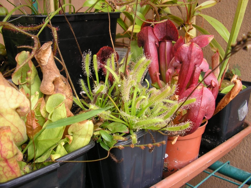 Les plantes carnivores que l'on trouve en jardinerie D_cape10