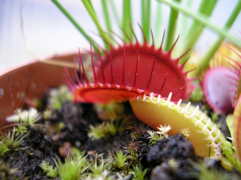 Les plantes carnivores que l'on trouve en jardinerie Trop_b10