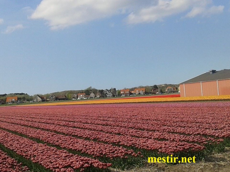 champs de tulipes en Hollande [ 2-5-2015 ] Tu10