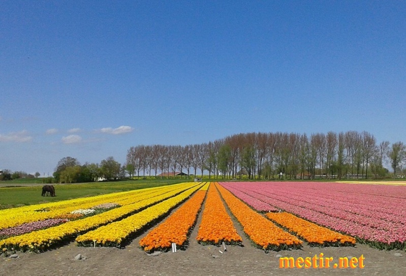 champs de tulipes en Hollande [ 2-5-2015 ] Tu912