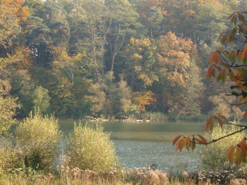 L'automne et ces couleurs Snc17110