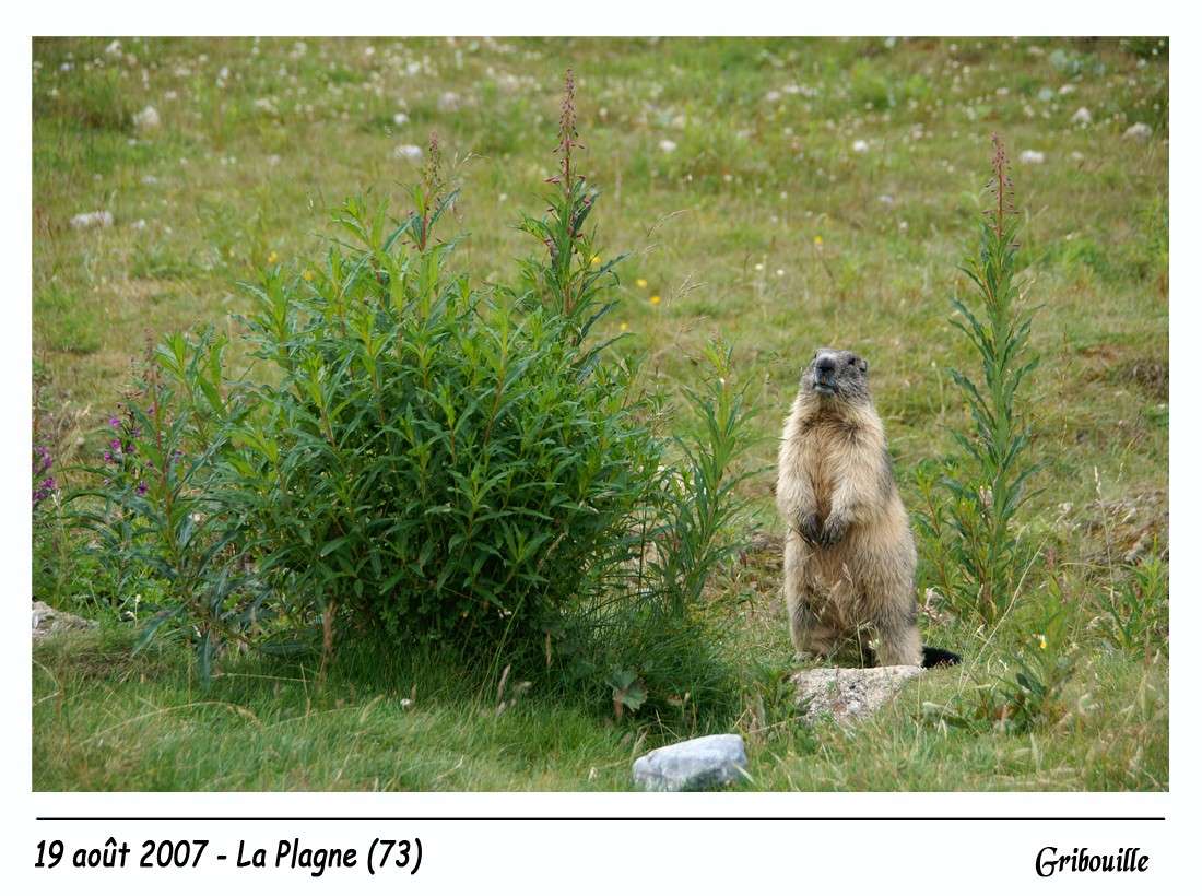 Marmottes 20070810