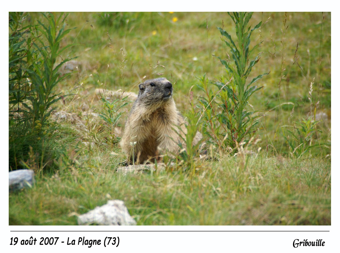 Marmottes 20070811